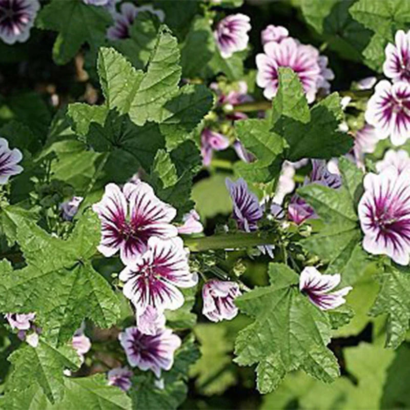 Mauve