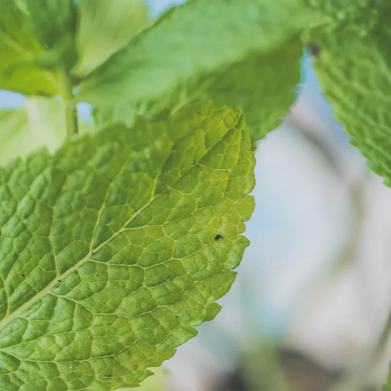 Menthe