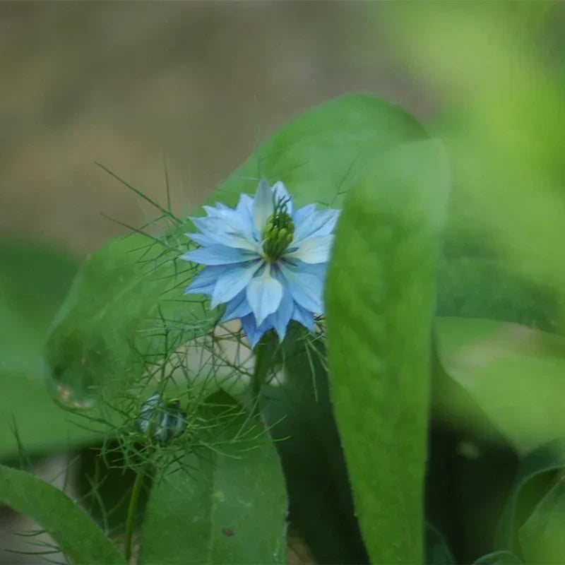 Nigelle