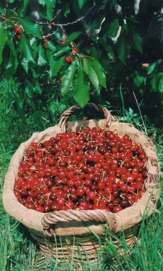 Moelleux aux cerises de Céret