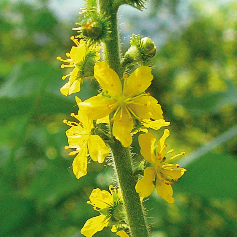 Aigremoine
