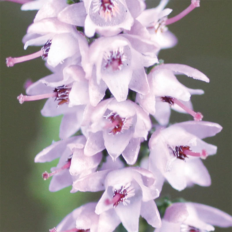 Bruyère