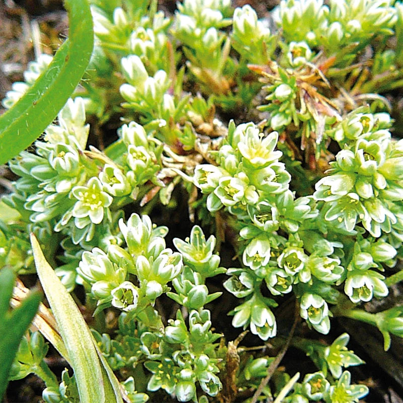 Gnavelle annuelle