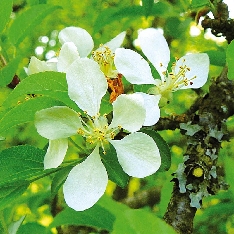 Pommier sauvage