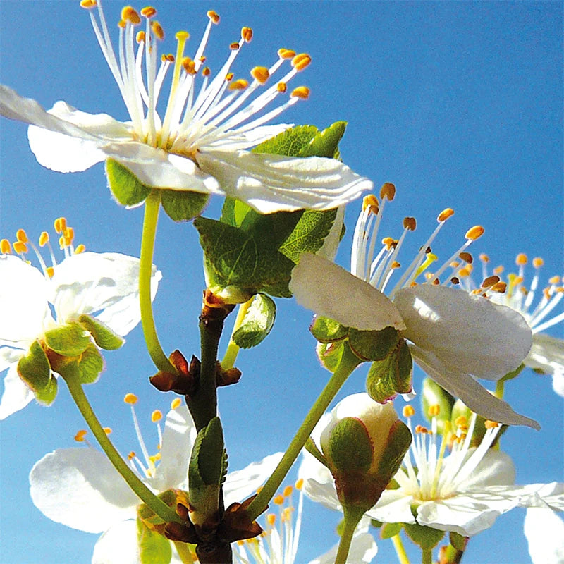 Prunus