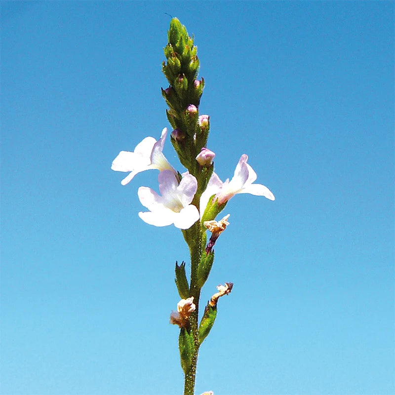 Verveine