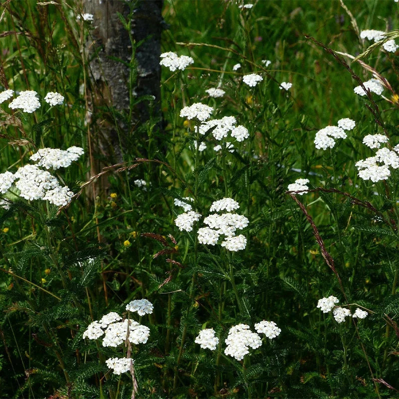 Achilée millefeuille