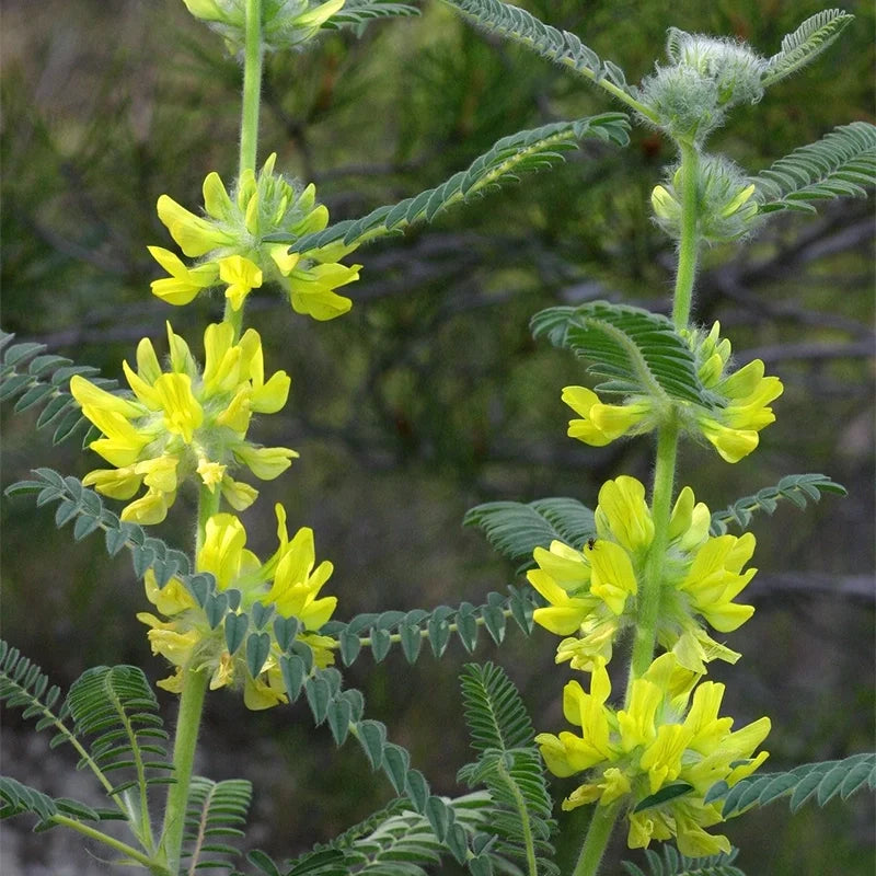Astragale