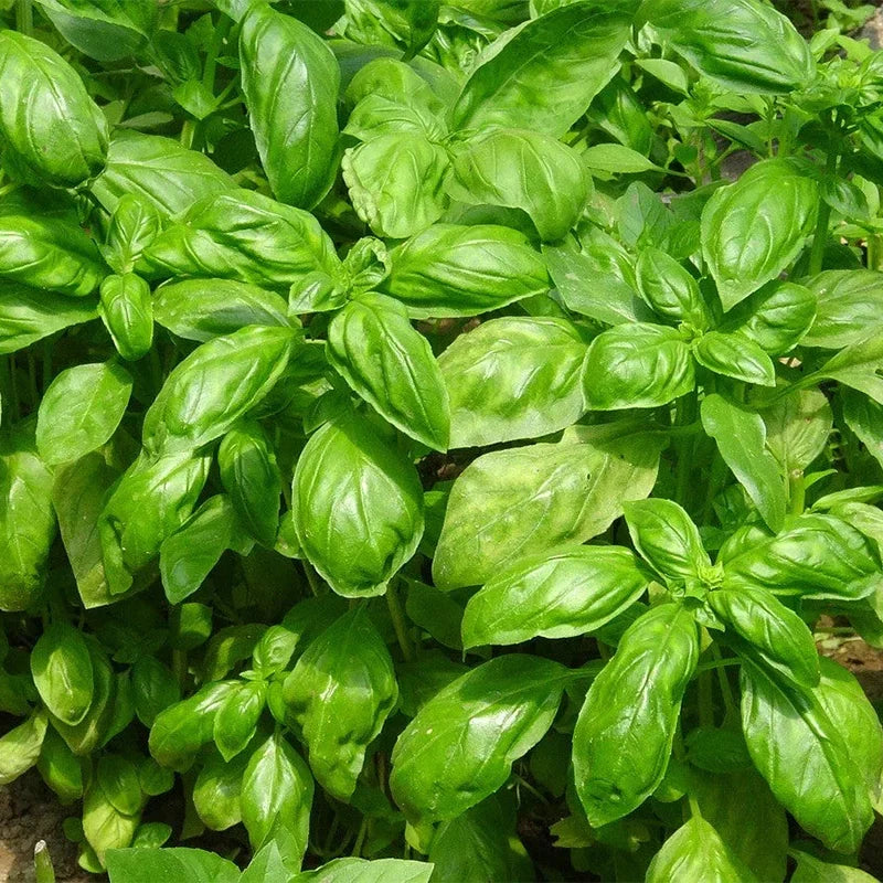 Basilic