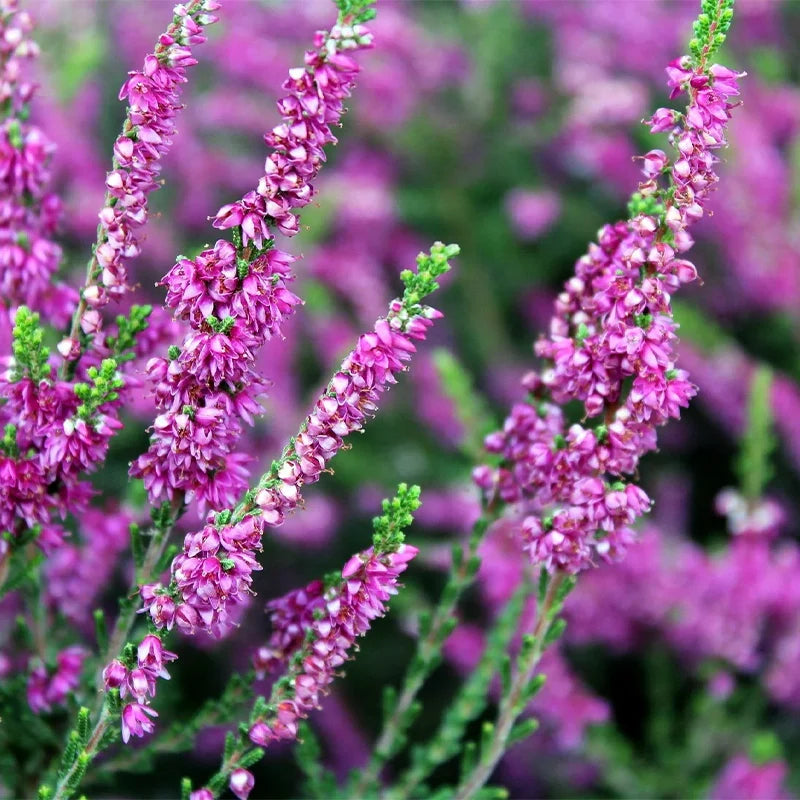 Bruyère
