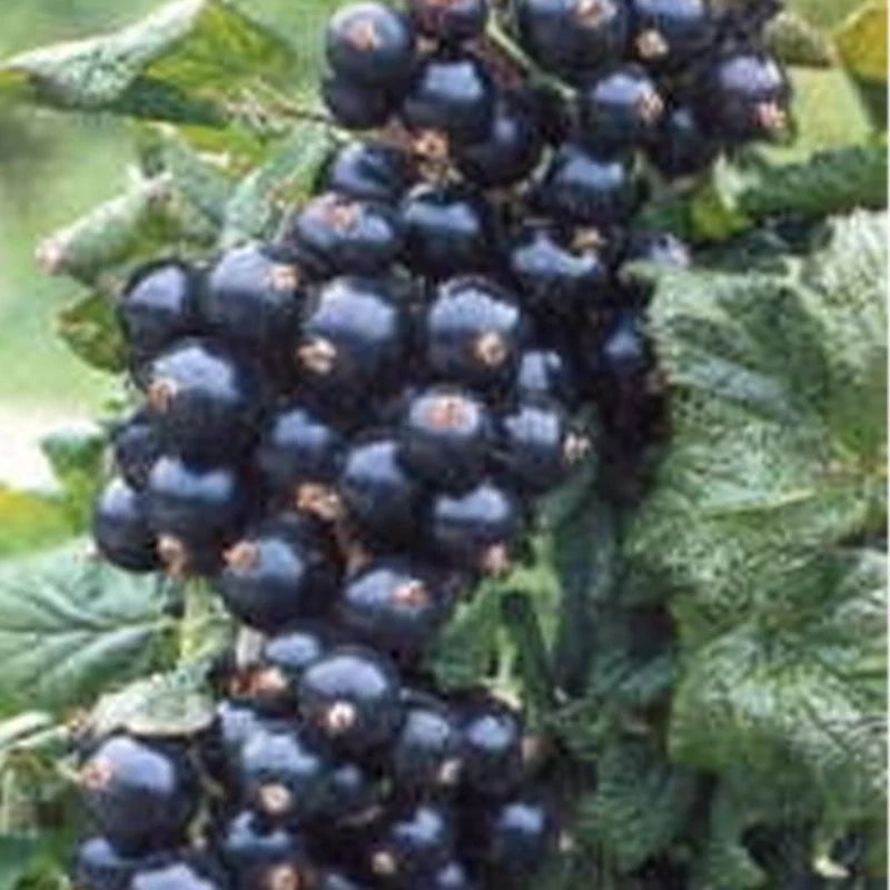 Cassis