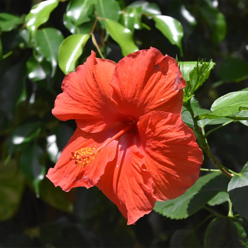 HIbiscus