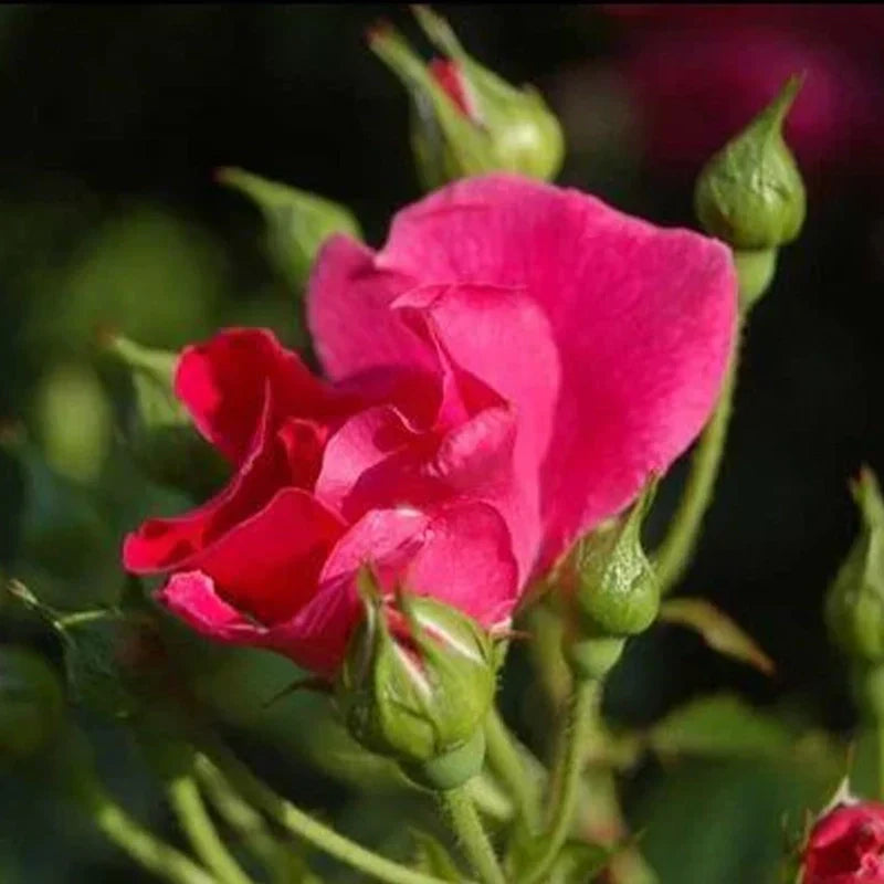Rose de Damas