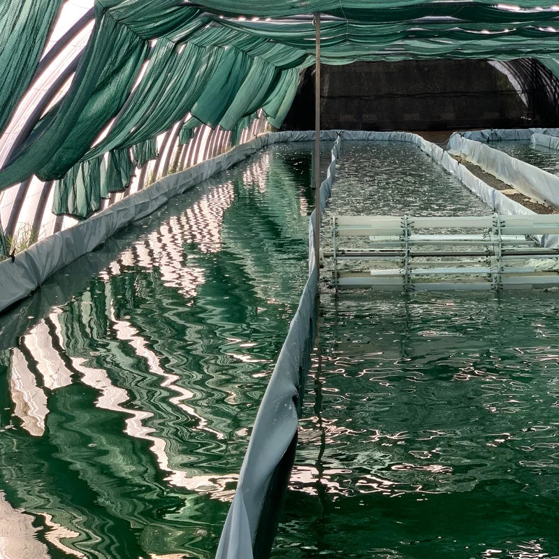 Spiruline