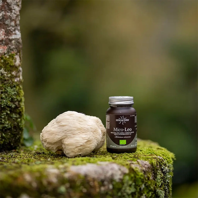 Mico Leo BIO - Crinière du Lion Hericium Erinaceus Champignon