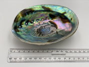 ABALONE GRANDE TAILLE 15CM