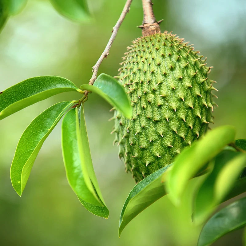 Corossol Graviola (Gélules)