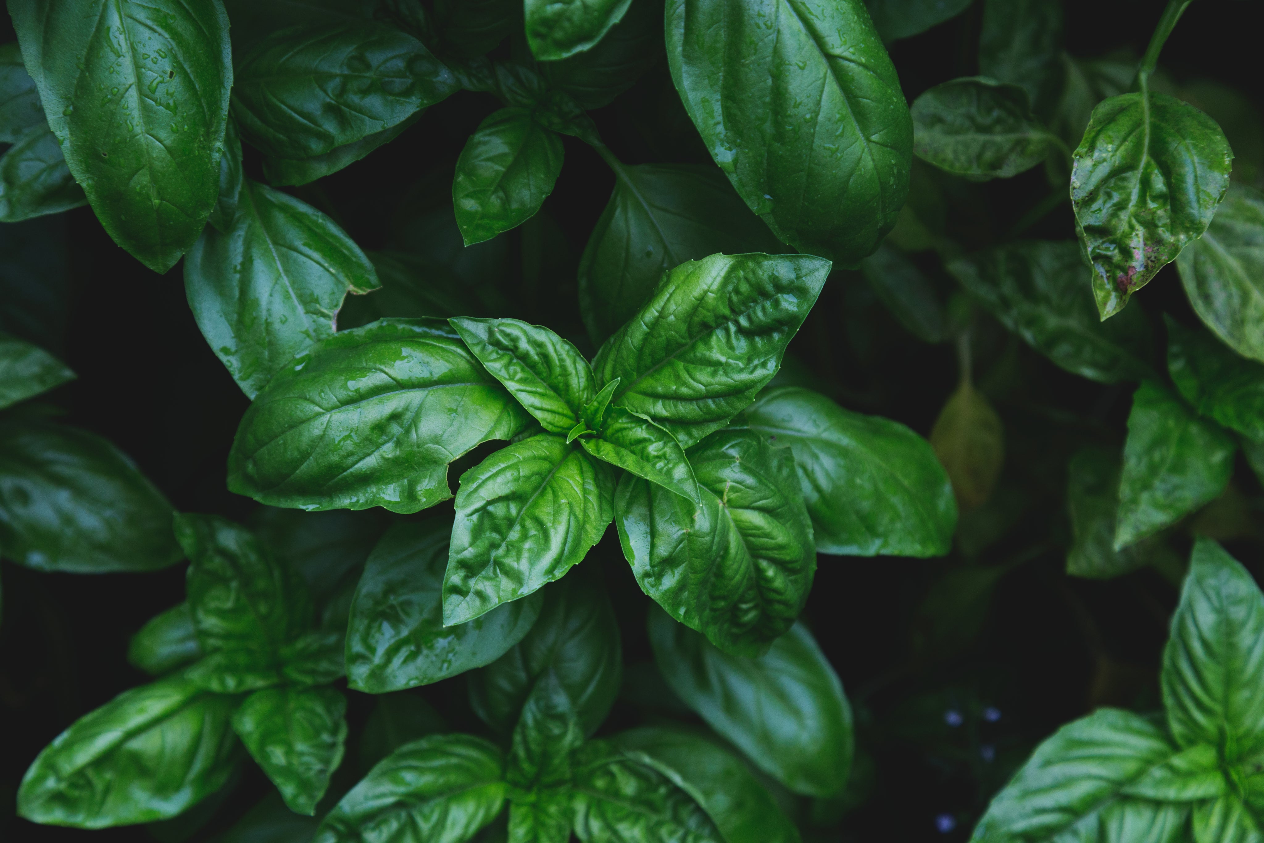 basil-leaves-glisten-faintly-from-raindrops.jpg