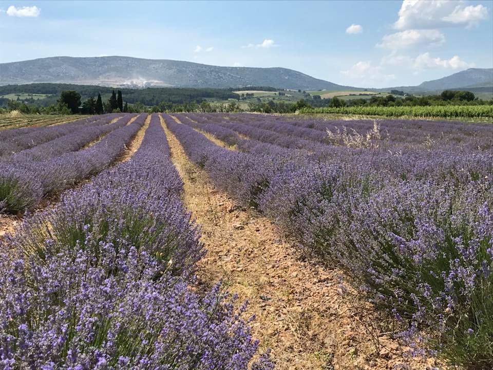 Hydrolat - Eau florale - Lavande Officinale BIO des Pyrénées-Orientales