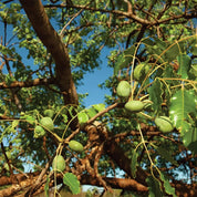 Huile de Marula BIO
