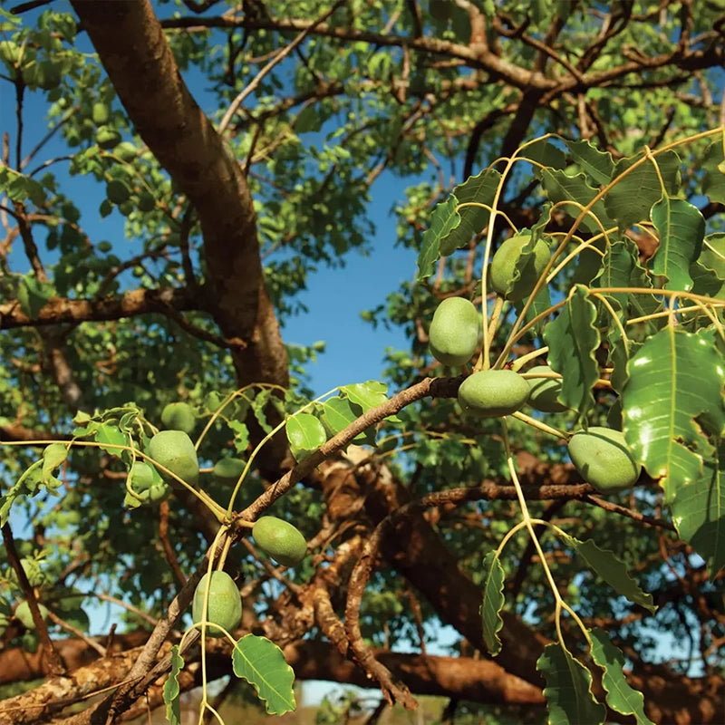 Huile de Marula BIO