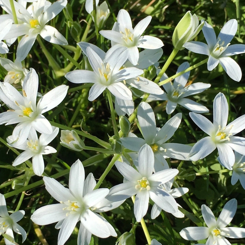 dame-d-onze-heures-star-of-bethlehem-elixirs-co-1_7ecfbd2d-7594-4fd3-bbfd-b161566fe2d3.webp