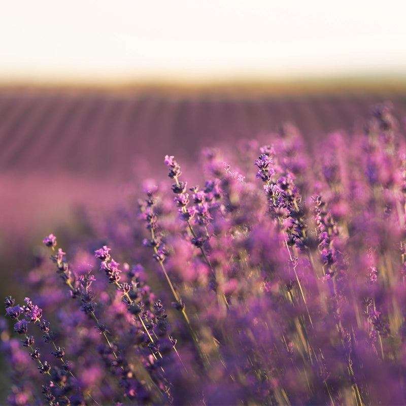 esprit-provence-roll-on-lavande-2.webp