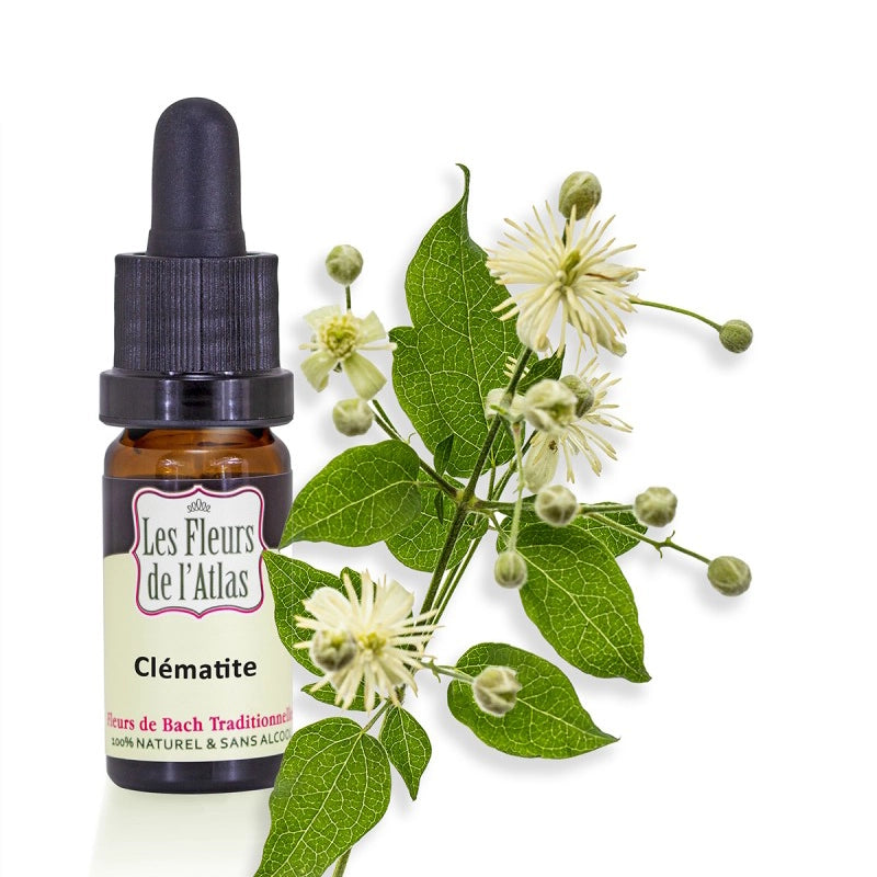 Clématite (des Haies) Clematis Fleur de l'Atlas
