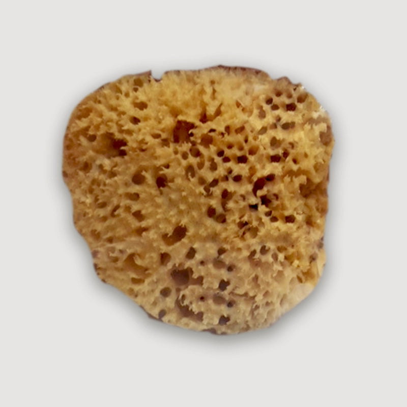 Eponge de mer naturelle