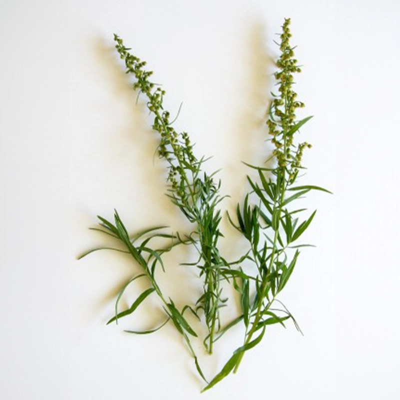 herboristerie-moderne-huile-essentielle-estragon-2.webp