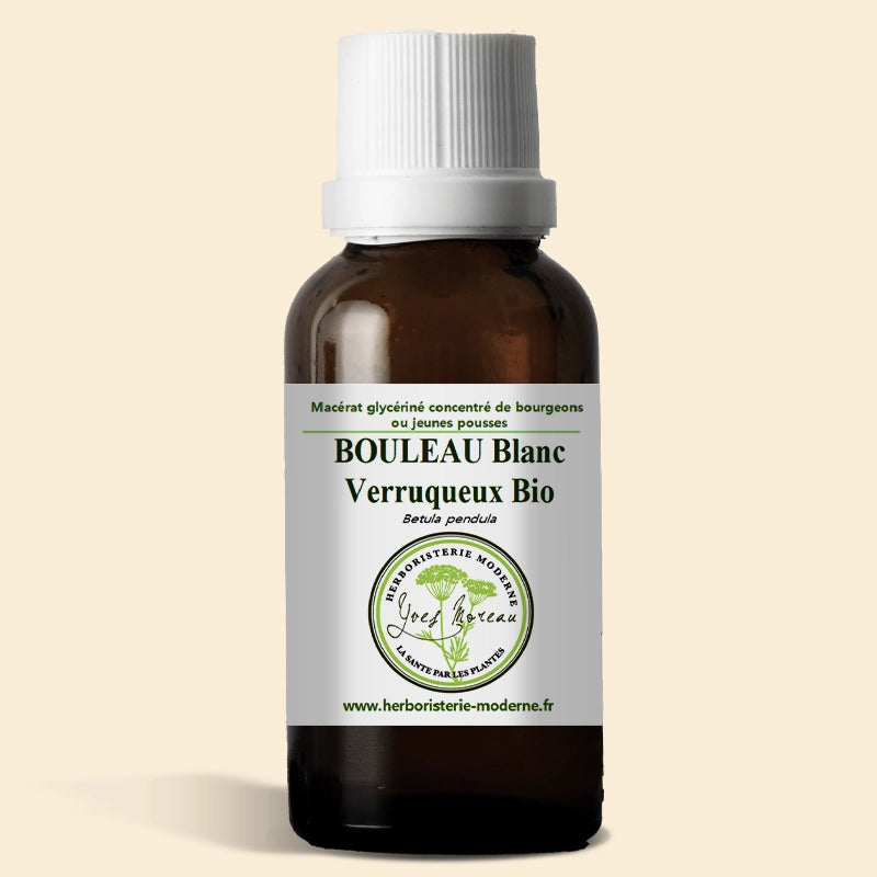 Macérât glycériné concentré de bourgeons de Bouleau blanc verruqueux BIO (Bourgeons)