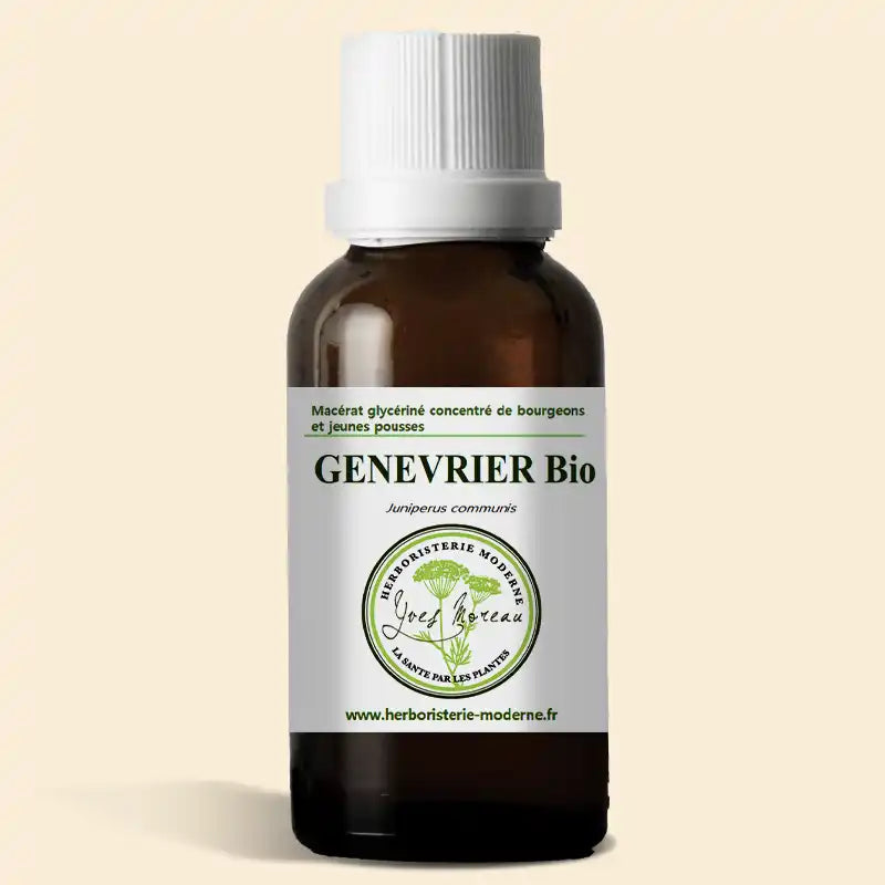 Macérât glycériné concentré de bourgeons de Genévrier commun BIO (Jeunes pousses)
