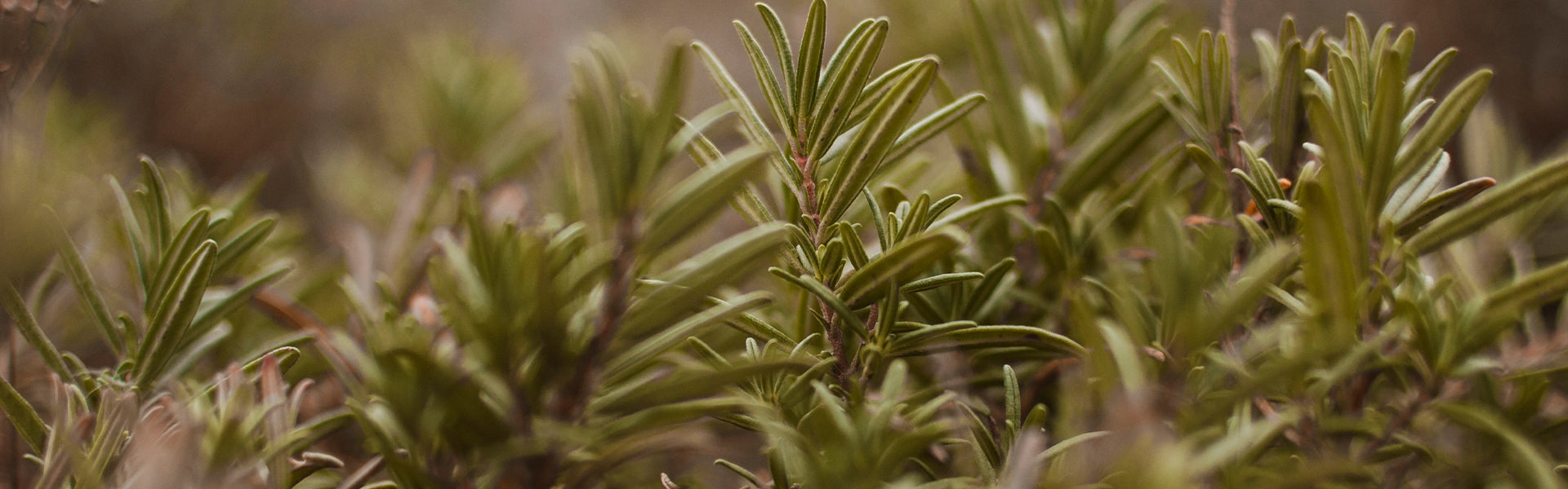 herboristerie-moderne-plantes-qualite.webp