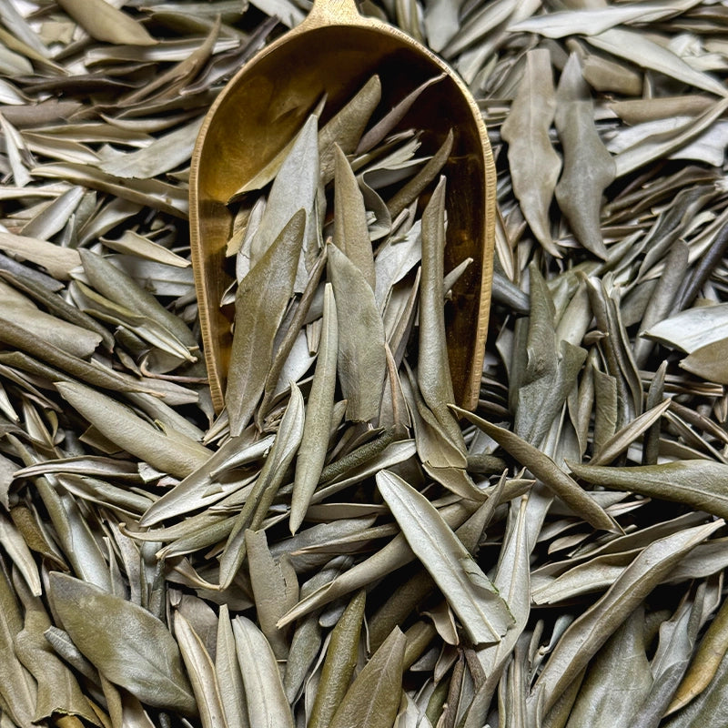 Olivier feuilles entières BIO (Tisane en vrac)
