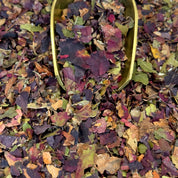 Vigne Rouge feuilles BIO (Tisane en vrac)- Herboristerie Moderne 