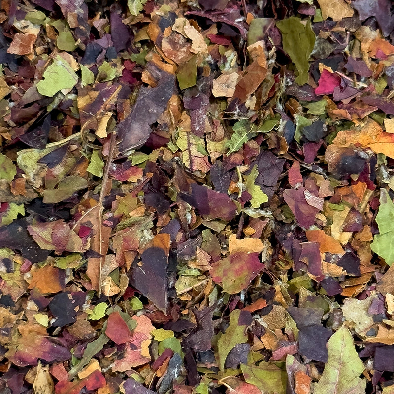 Vigne Rouge feuilles BIO (Tisane en vrac)- Herboristerie Moderne 