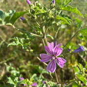 Sortie Botanique