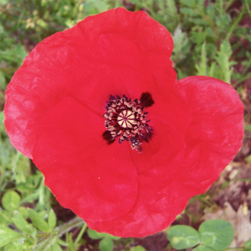 hm-coquelicot-1.webp