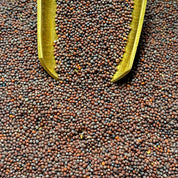 Moutarde brune (Graines)