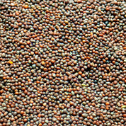 Moutarde brune (Graines)
