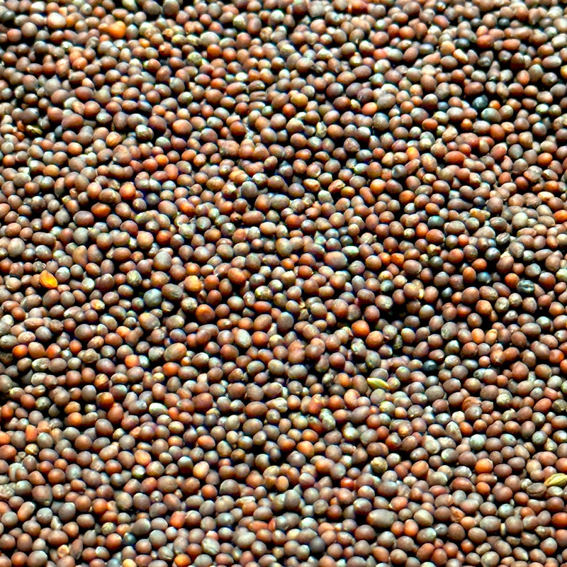 Moutarde brune (Graines)