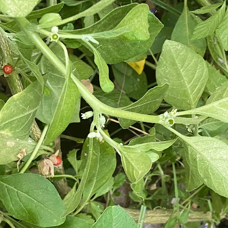 hm-plante-Ashwagandha-bio-plante.webp