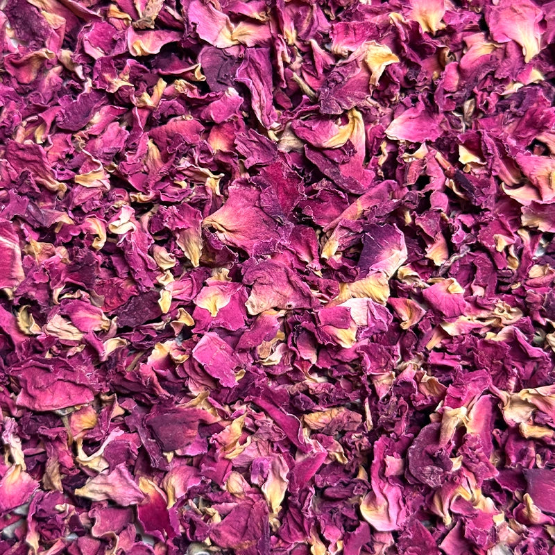 hm-plantes-simples-Rose-Rouge-du-Pakistan-petales-3.webp