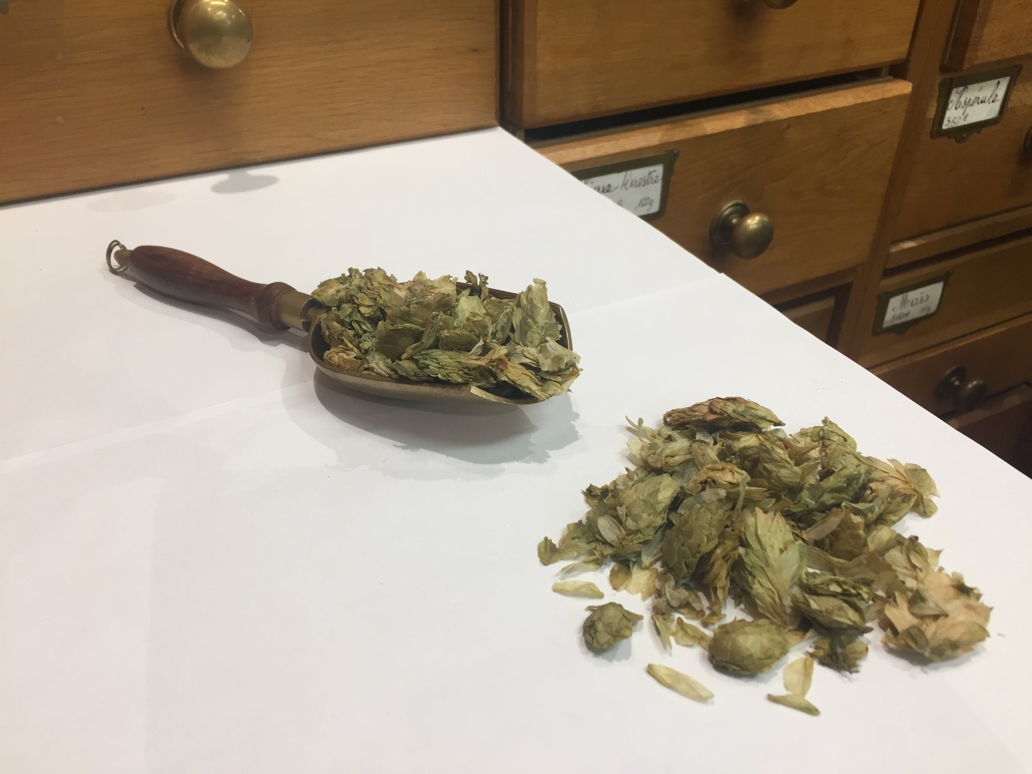 Houblon cônes (Tisane en vrac)