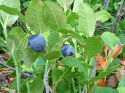 myrtille vaccinium myrtillus