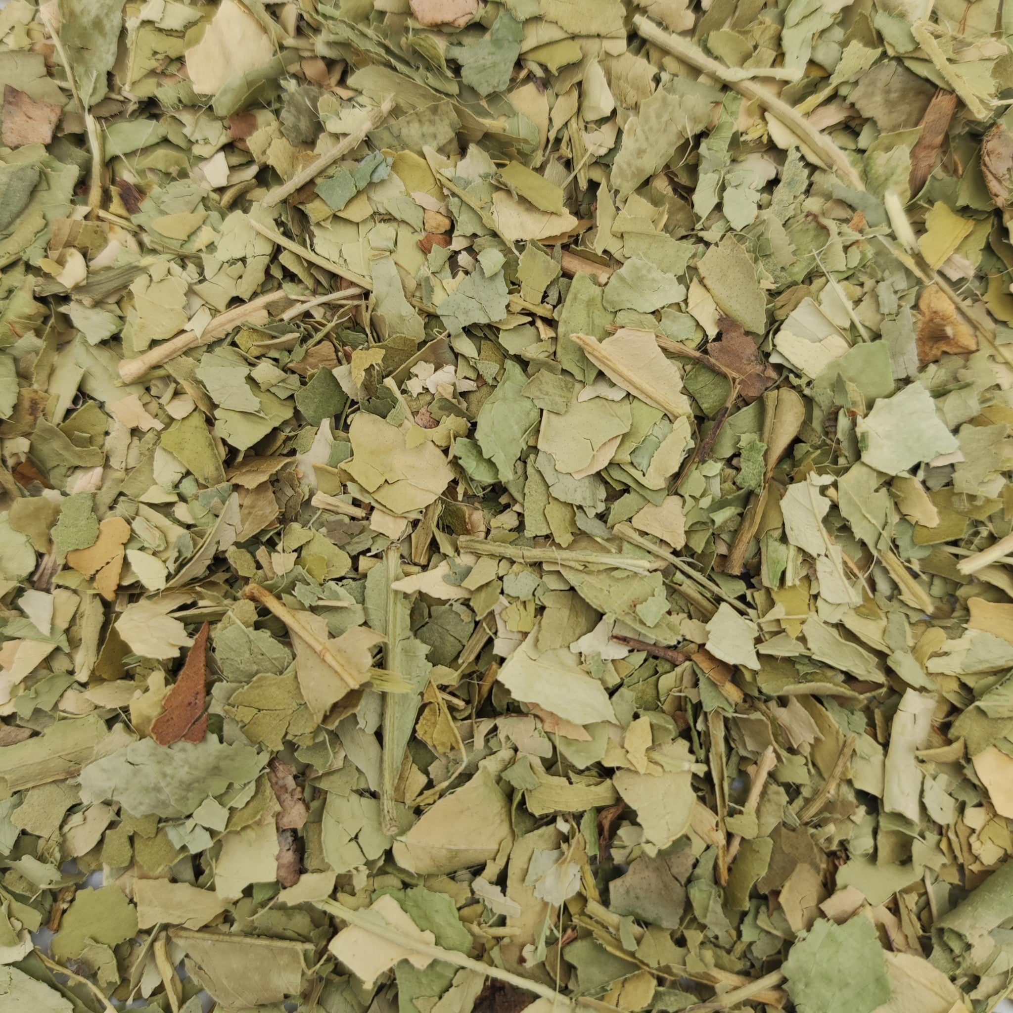 oranger-bigarade-feuilles-coupees.jpg