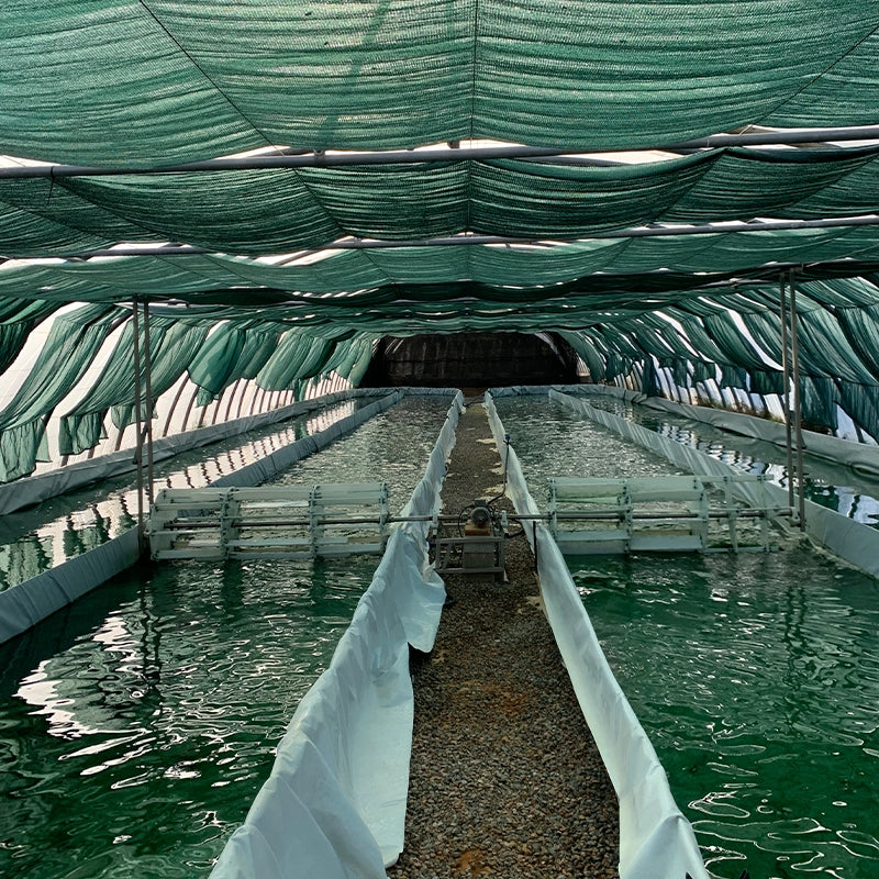 spiruline-du-roussillon-serre-3.webp